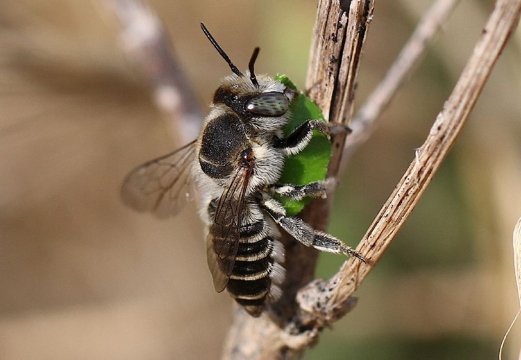 Megachile sp. con disco di foglia